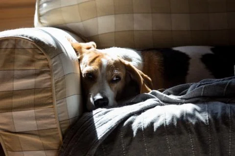 Beagle is lying down on the couch and basking in the sun. Stock Photos