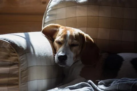 Beagle is lying down on the couch and basking in the sun. Stock Photos