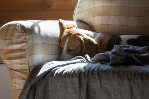 Beagle is lying down on the couch and basking in the sun. Stock Photos