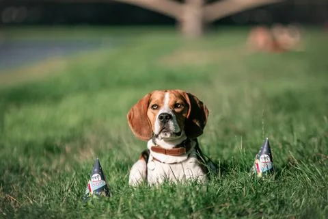 Beagle lying on grass with birthday decorations Stock Photos