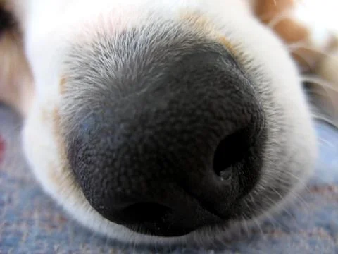 Beagle Nose Macro Stock Photos