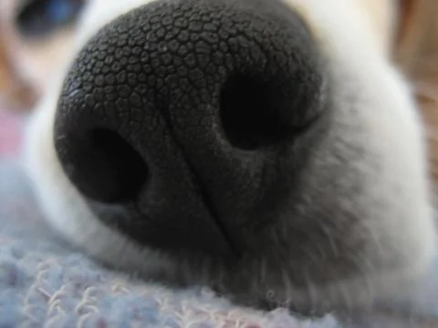 Beagle Nose Stock Photos