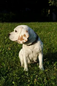 Beagle in the park in Sofia Stock Photos