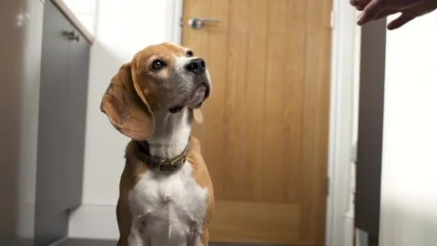 Beagle Pet Dog Stock Footage 219465160