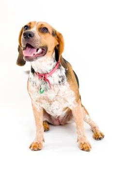Beagle Фото