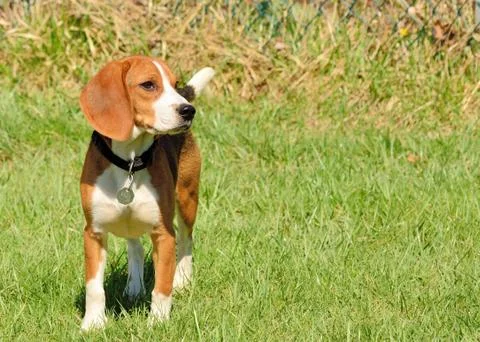 Beagle Stock Photos