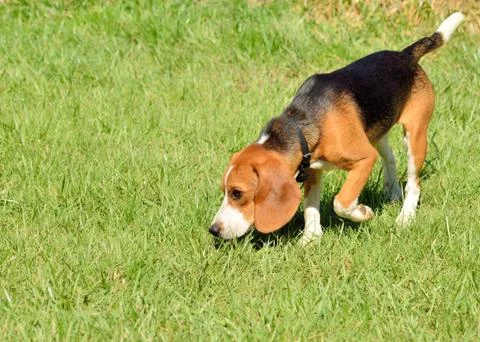 Beagle Stock Photos