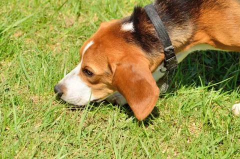 Beagle Stock Photos
