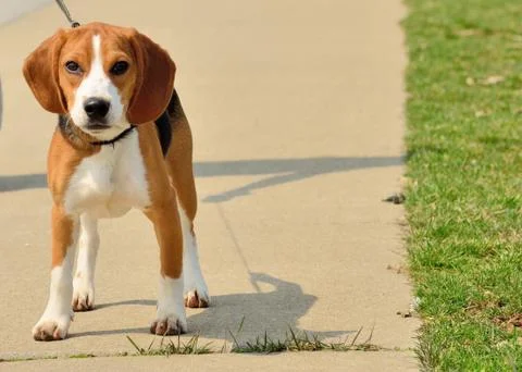 Beagle Stock Photos