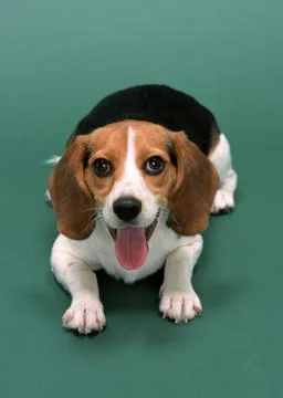 Beagle Stock Photos