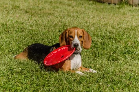 Beagle Stock Photos
