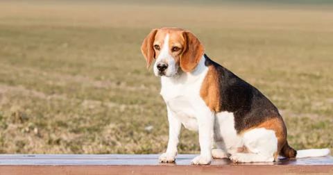 Beagle Stock Photos