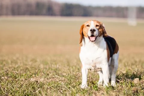 Beagle Stock Photos