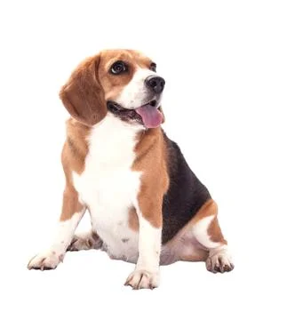 Beagle Stock Photos