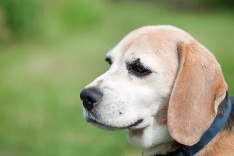 Beagle Stock Photos