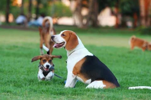 Beagle Stock Photos