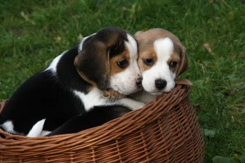 Beagle Stock Photos