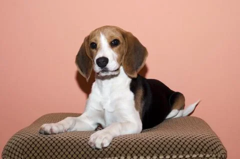 Beagle Stock Photos
