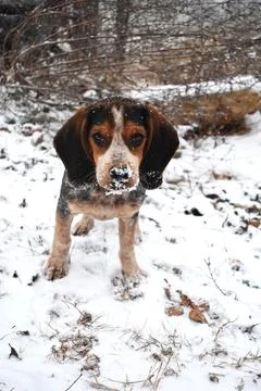 Beagle 스톡 사진