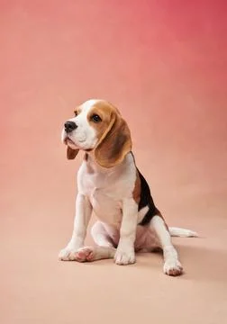Beagle on pink gradient background Fotos de archivo