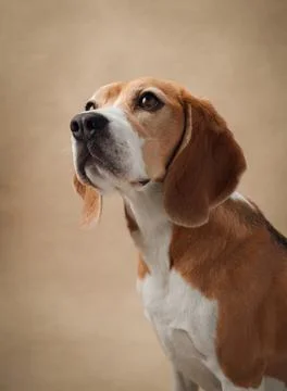 Beagle portrait on beige backdrop Stock Photos