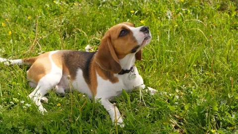 Beagle portrait on green field Stock Footage 91401490