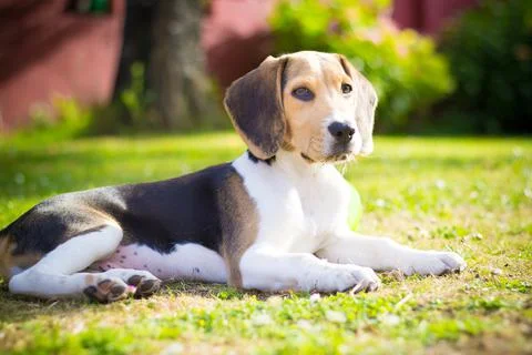 Beagle portrait Illustrazione stock