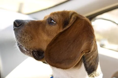 Beagle Portrait Stock Photos