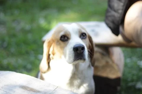 Beagle portrait Stock Photos