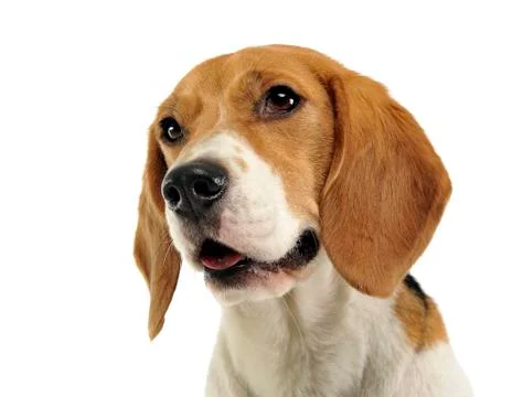 Beagle portrait in the white background Stock Photos