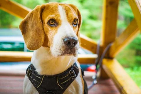 Beagle posing on a camera. Portrait of a sitting dog. Dog in harness Stock Photos