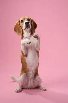 Beagle posing on pink background in upright position Stock Photos