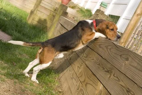 Beagle Pup Stock Photos