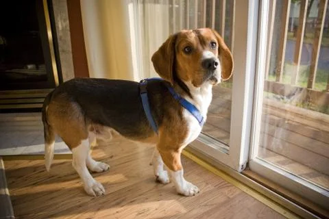 Beagle Pup Stock Photos