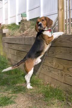 Beagle Pup Stock Photos
