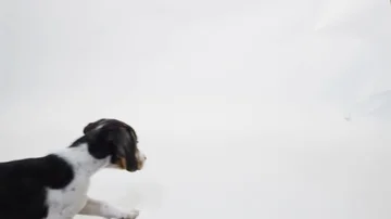 Beagle pup running across screen slow motion white back Stock-Footage 85985430