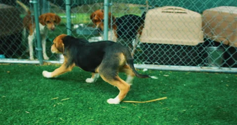 Beagle Puppies Stock Footage 320324592