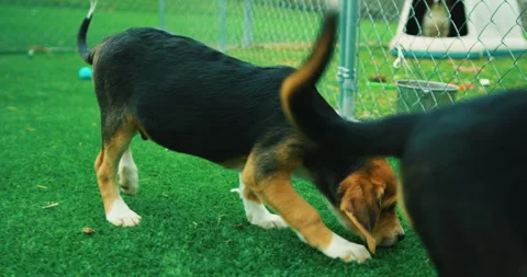 Beagle Puppies Stock Footage 320324639