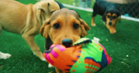 Beagle Puppies Stock Footage 320324646