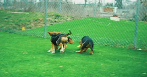 Beagle Puppies Stock Footage 320324656