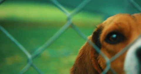 Beagle Puppies Stock Footage 320324686