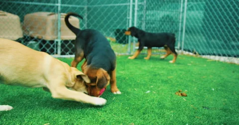 Beagle Puppies Stock Footage 320324698