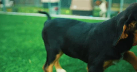 Beagle Puppies Stock Footage 320324701