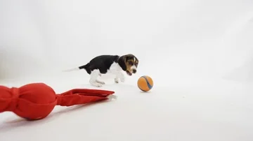 Beagle puppy chasing a ball Stock-Footage 85985873