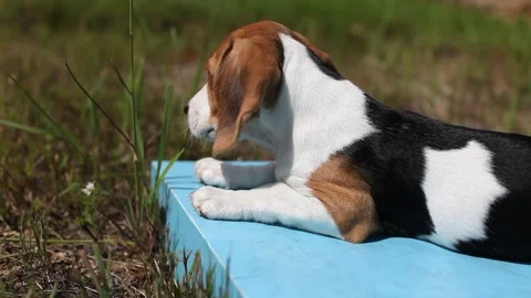 Beagle puppy chewing grass Stock Footage 109424228