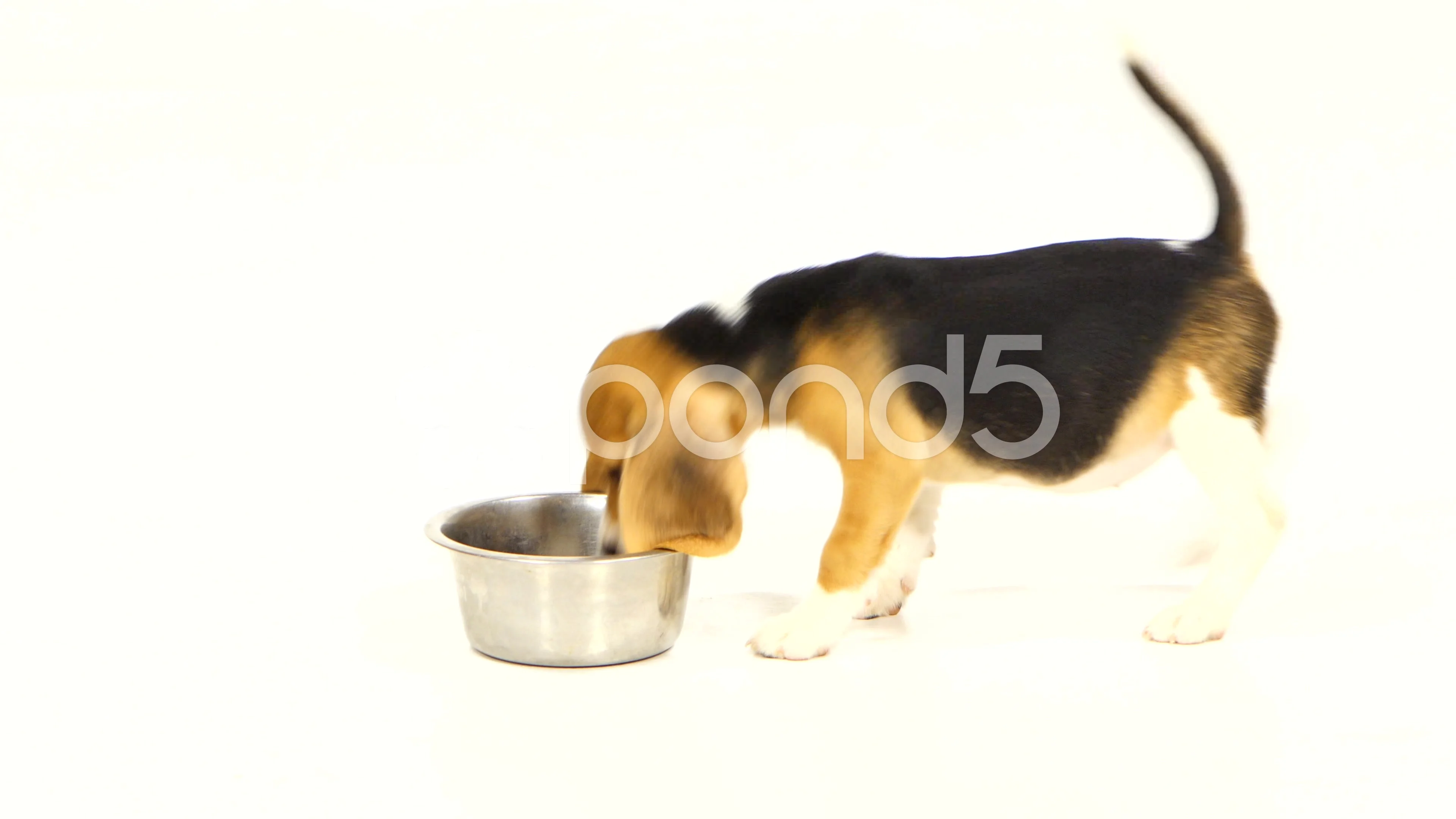 what food do beagle puppies eat