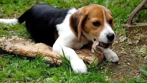 Beagle puppy eats the shells of eggs Stock Footage 79169279