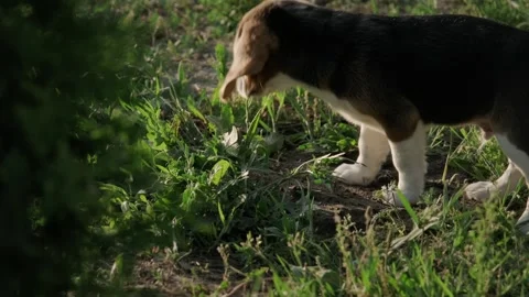 Beagle puppy exploring grassy area Stock Footage 318550481
