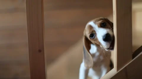 Beagle puppy Stock Footage 109424109