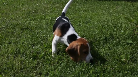 Beagle puppy Stock Footage 109424222